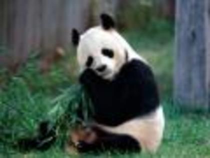 Imagini Animale Ursi Panda Wallpaper Ursul Panda - X ANIMALUTE X