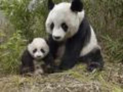 Imagini Animale Zoo Wallpaper Animale Ursi Panda - X ANIMALUTE X