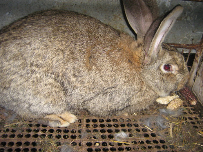 femela 9 luni - iepuri reproductie 2011