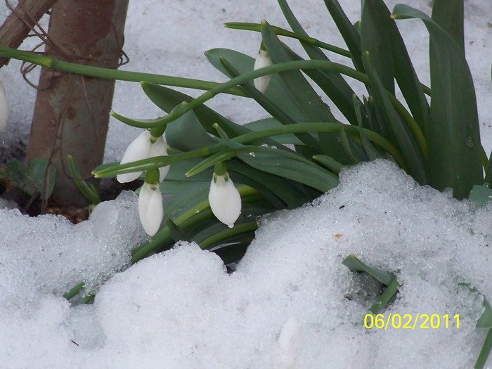 100_8518 - Ghiocei_  2010-2011