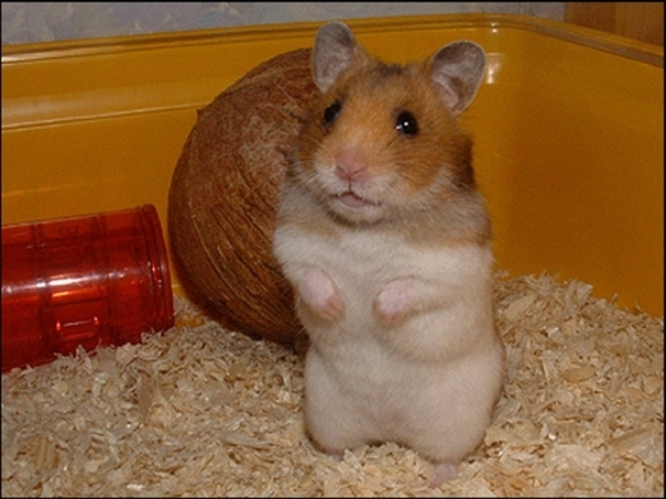 chinese_hamster_7_b