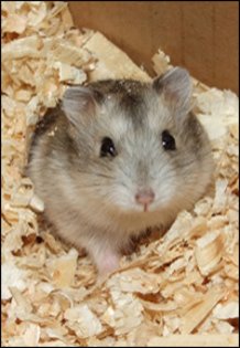 hamster