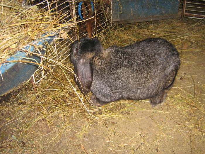 femela 8 luni - iepuri reproductie 2011