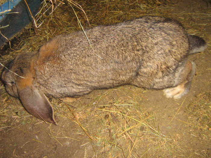 poze iep 027 - iepuri reproductie 2011