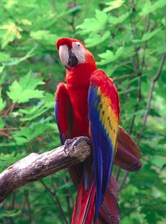 Papagalii macaw - animale dragutze