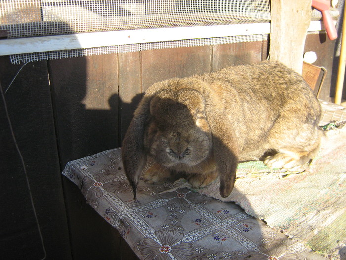 poze iep 033 - iepuri reproductie 2011