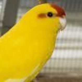 Papagalul Kakariki (Cyanoramphus novaezelandiae)