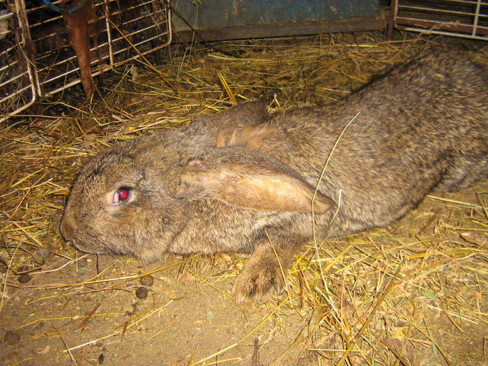 poze iep 037 - iepuri reproductie 2011