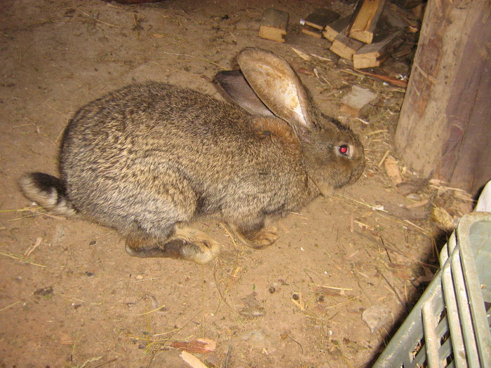 poze iep 038 - iepuri reproductie 2011