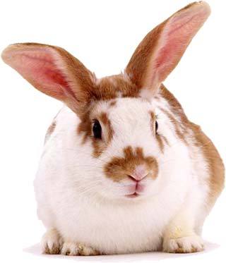 rabbit1 - animale dragutze