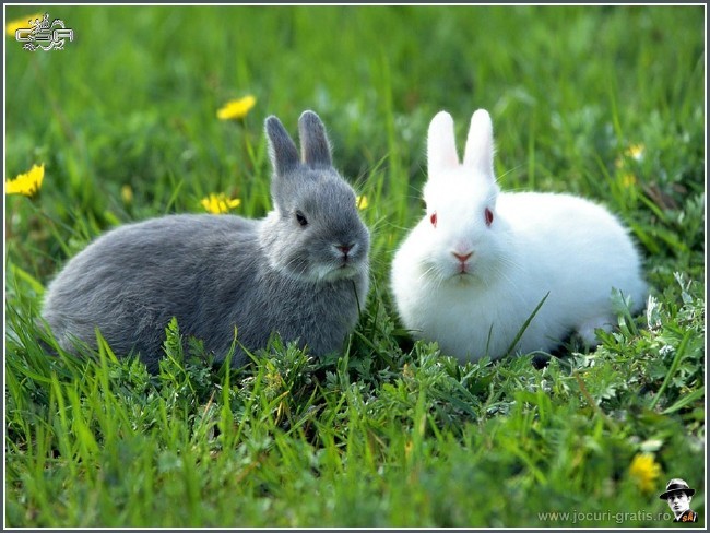 rabbit-iepurele-de-campie_1024x768_19053 - animale dragutze