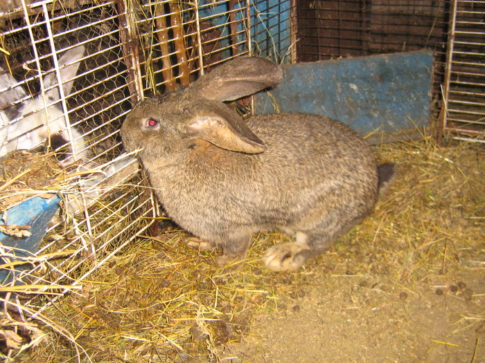 mascul 6 luni - iepuri reproductie 2011