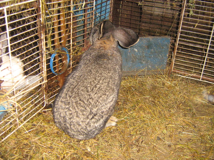 poze iep 041 - iepuri reproductie 2011