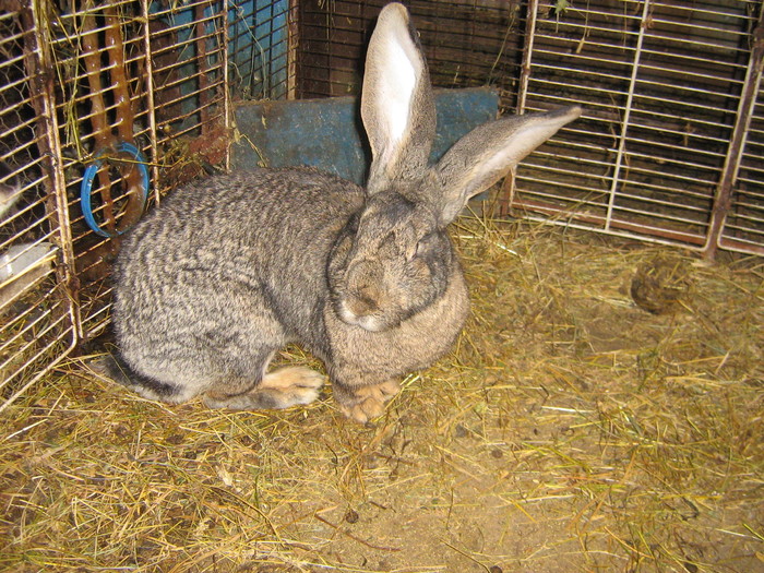 femela - iepuri reproductie 2011