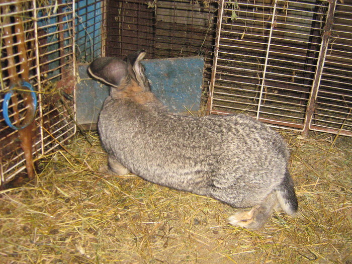 poze iep 043 - iepuri reproductie 2011