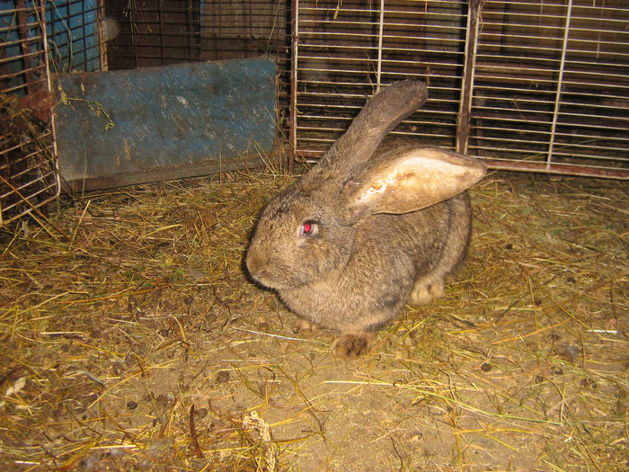 poze iep 045 - iepuri reproductie 2011