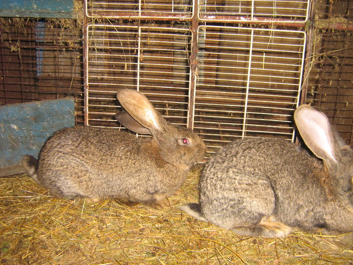 poze iep 048 - iepuri reproductie 2011