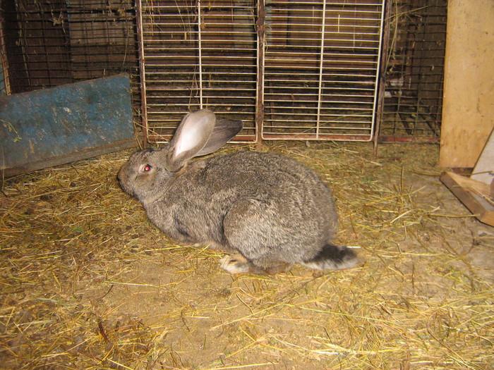 poze iep 049 - iepuri reproductie 2011