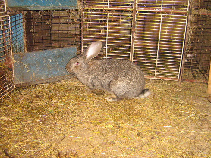poze iep 051 - iepuri reproductie 2011
