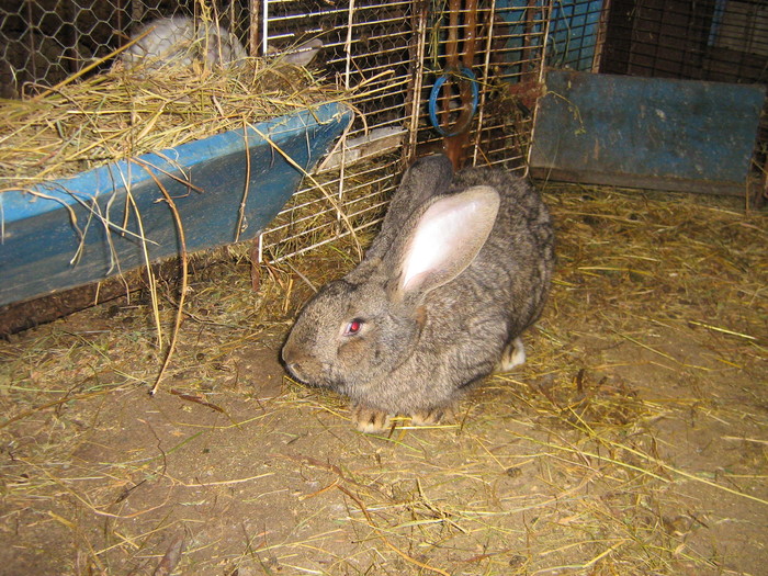 poze iep 052 - iepuri reproductie 2011