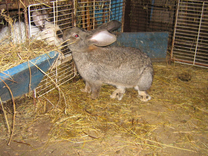 femela - iepuri reproductie 2011