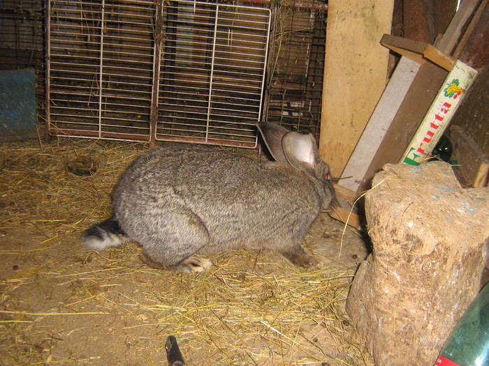 poze iep 054 - iepuri reproductie 2011