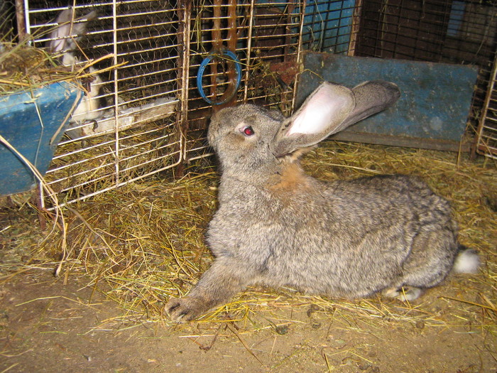 femela 6 luni - iepuri reproductie 2011