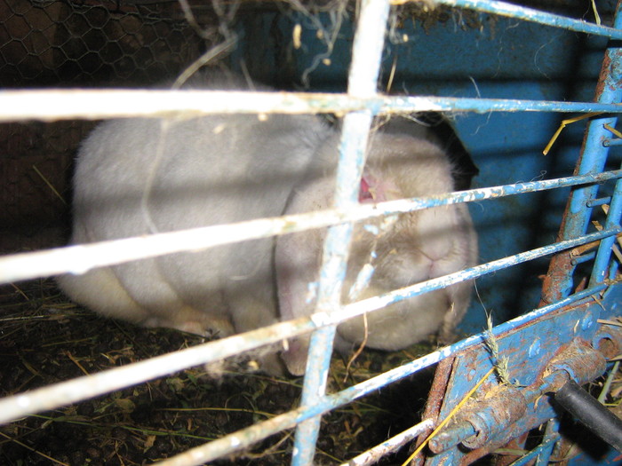 poze iep 056 - iepuri reproductie 2011