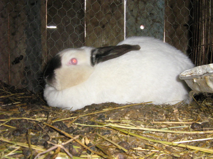 femela 1 - iepuri reproductie 2011