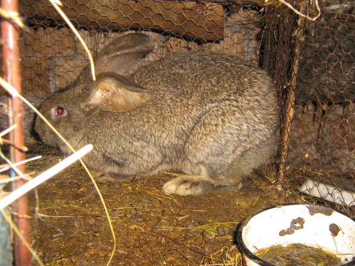 poze iep 060 - iepuri reproductie 2011