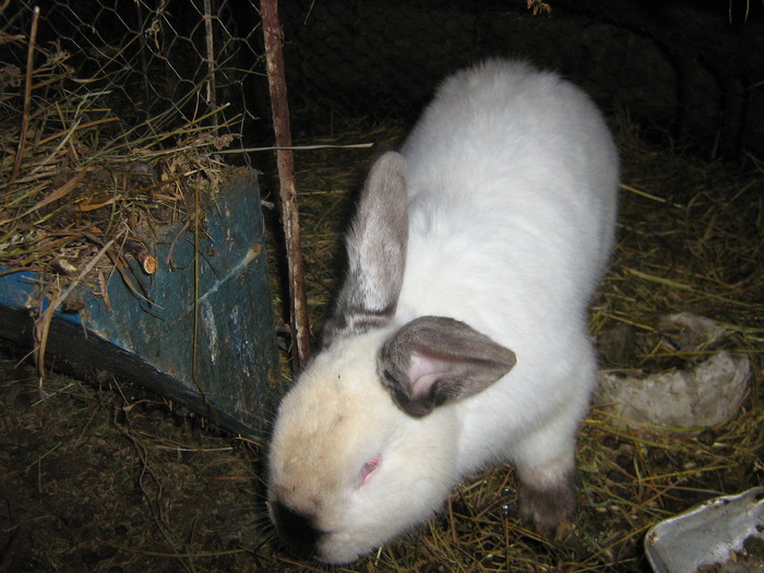 mascul - iepuri reproductie 2011