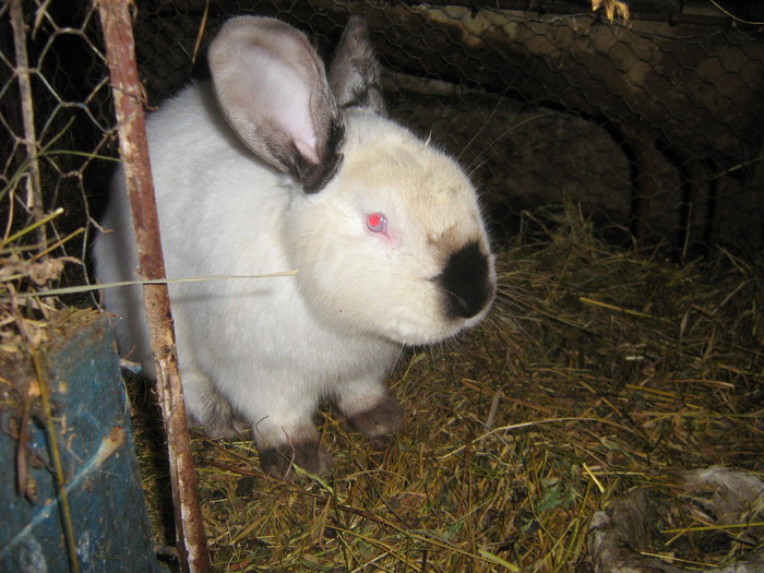 poze iep 065 - iepuri reproductie 2011