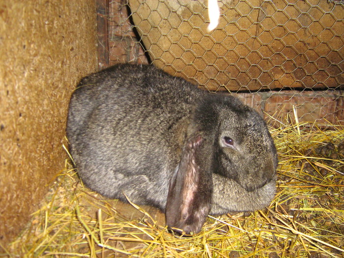 poze iep 066 - iepuri reproductie 2011