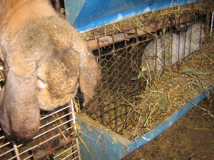 poze iep 069 - iepuri reproductie 2011