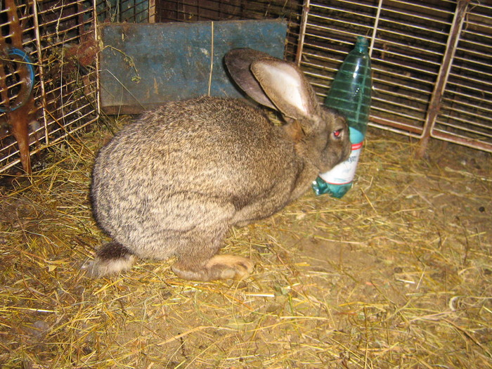 poze iep 071 - iepuri reproductie 2011