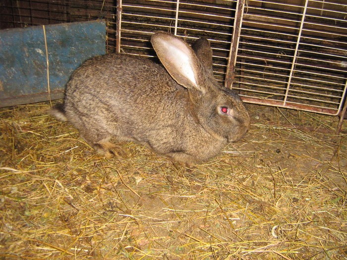 femela 1,5 ani - iepuri reproductie 2011