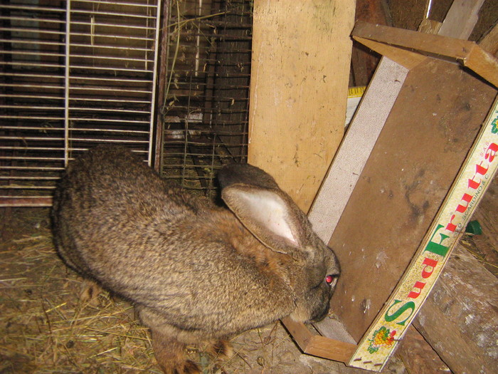 poze iep 075 - iepuri reproductie 2011