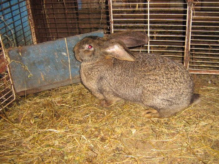 poze iep 076 - iepuri reproductie 2011