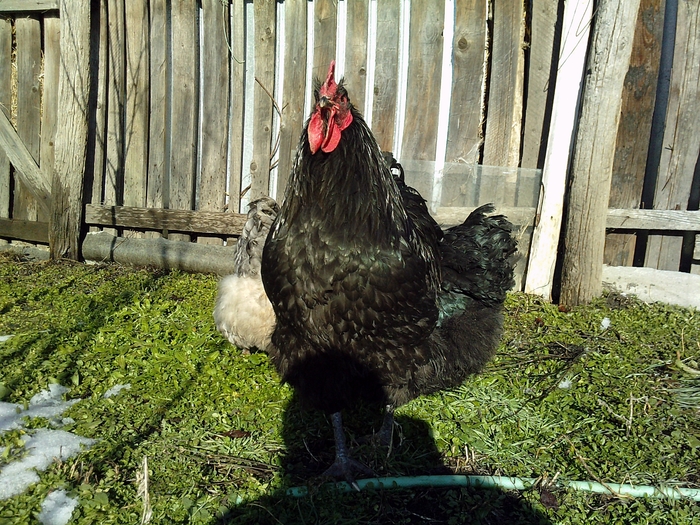 ukt - Orpington negru