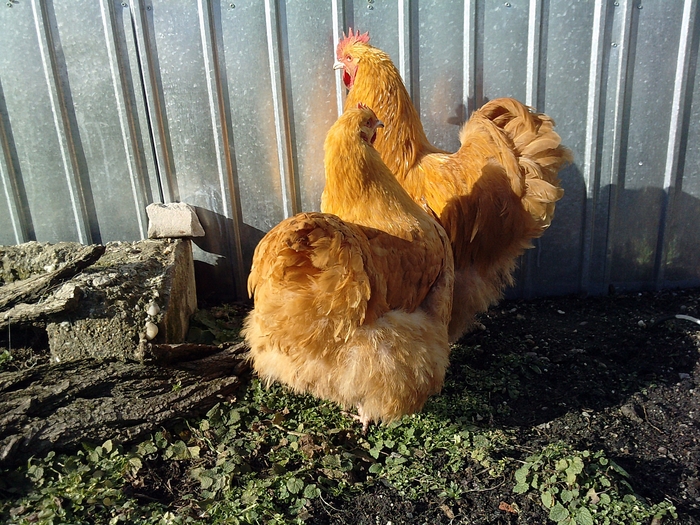 dfdfdg - Orpington galben