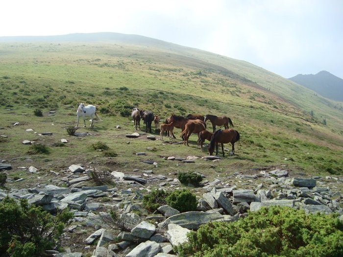 39781_1230738307776_1808681640_457506_6558167_n