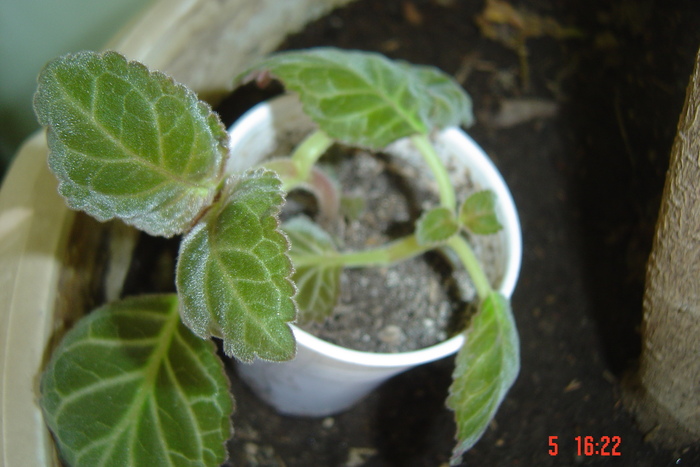 de la Florentina 37 - 2012-2011 GLOXINIA