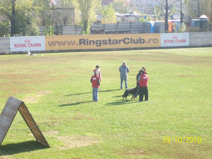 100_2584 - Campionatul National Ciobanesc German