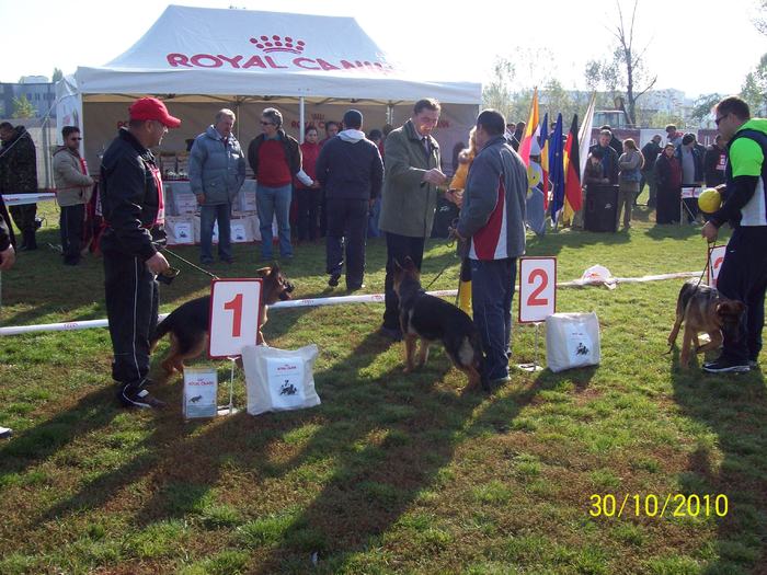 100_2628 - Campionatul National Ciobanesc German
