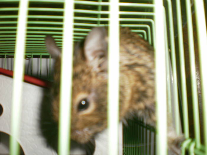 Degu cocotata