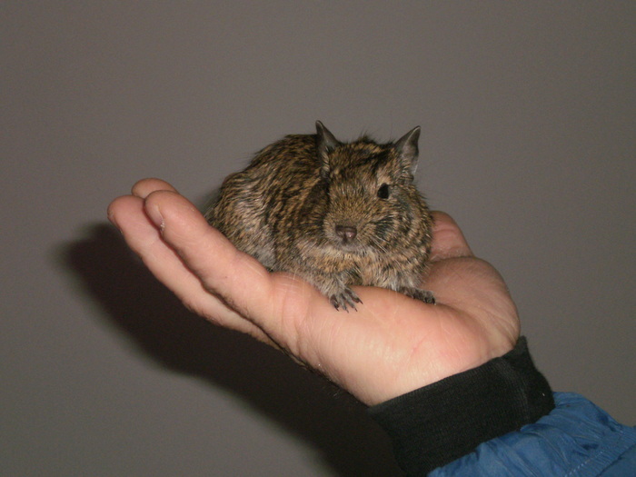 Degu in palma - Veverita Degu