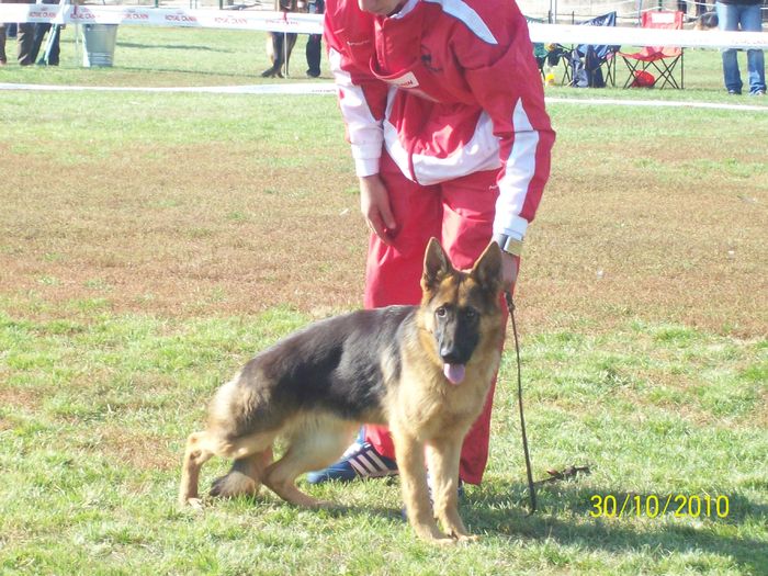 100_2670 - Campionatul National Ciobanesc German