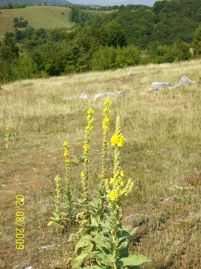 100_8893 FLORA ALPINA  LUMANARICA .. - PESTERA PODULUI DE LA PONOARELE