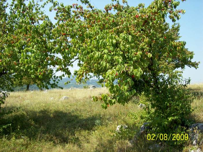 100_8896  ARBUSTI CU COARNE PE COLINA DE LA PESTERA PONOARE -BAIA DE ARAMA -.. - PESTERA PODULUI DE LA PONOARELE