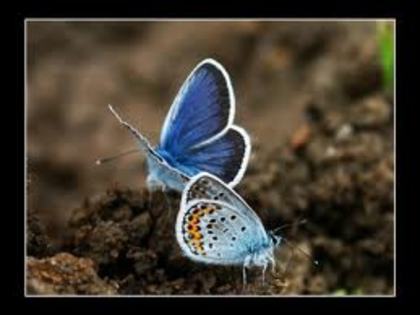 Fluturi - Fluturi uimitori